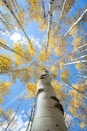 Don't Look Up