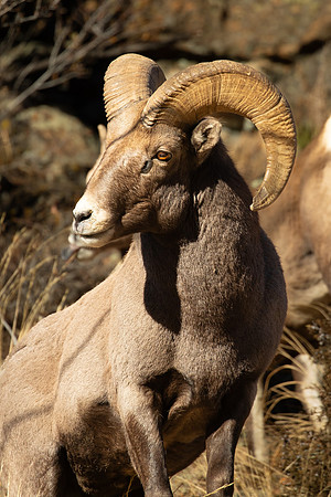 CSU