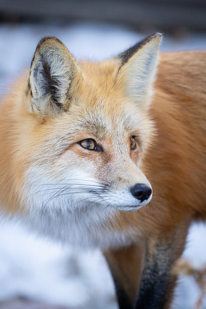 Foxy Lady