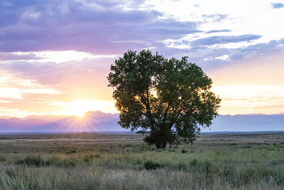 Heart Tree