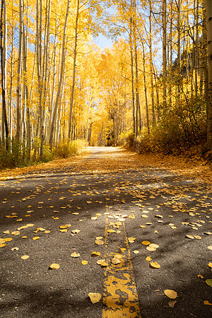 Golden Delight