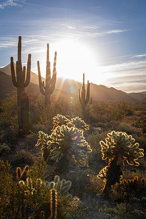 Desert Sunrise