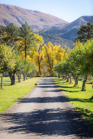 Apple Pickin'