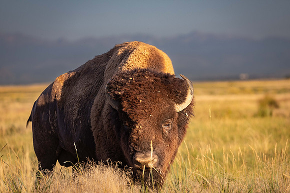 Home on the Range