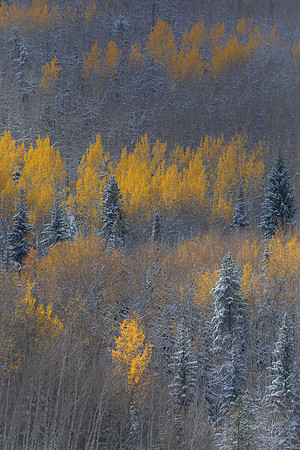 Painting Fall