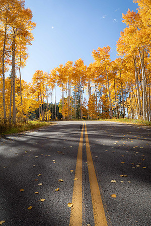 Fall Roads