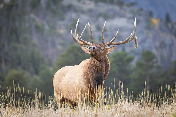 Majestic Bull Elk