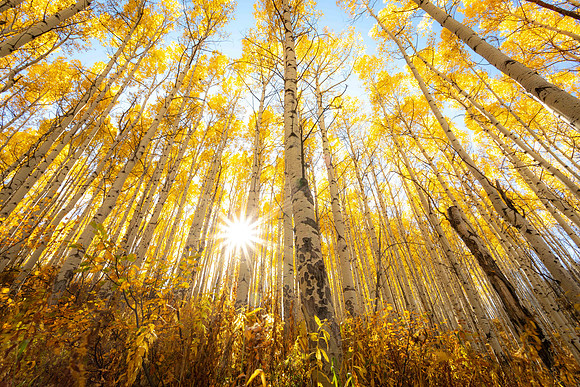 It Was All Yellow