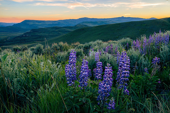 Lupine Sunset