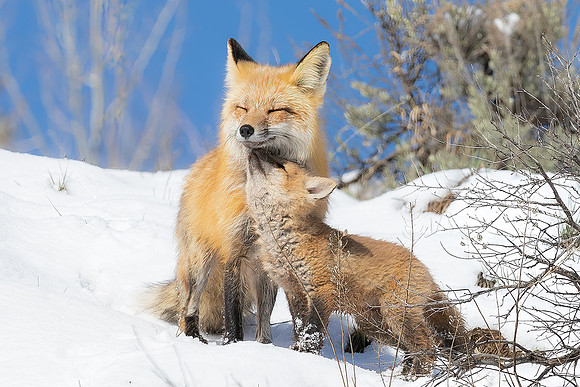 A Mother's Love