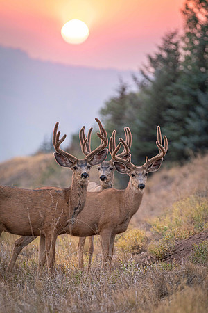Three of a Kind